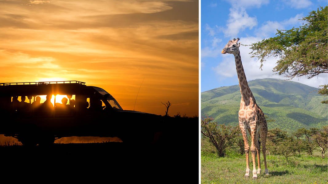 Safaritur i jeep i Sydafrikanska bushen under solnedgången. Till höger en giraff i sydafrikansk natur.